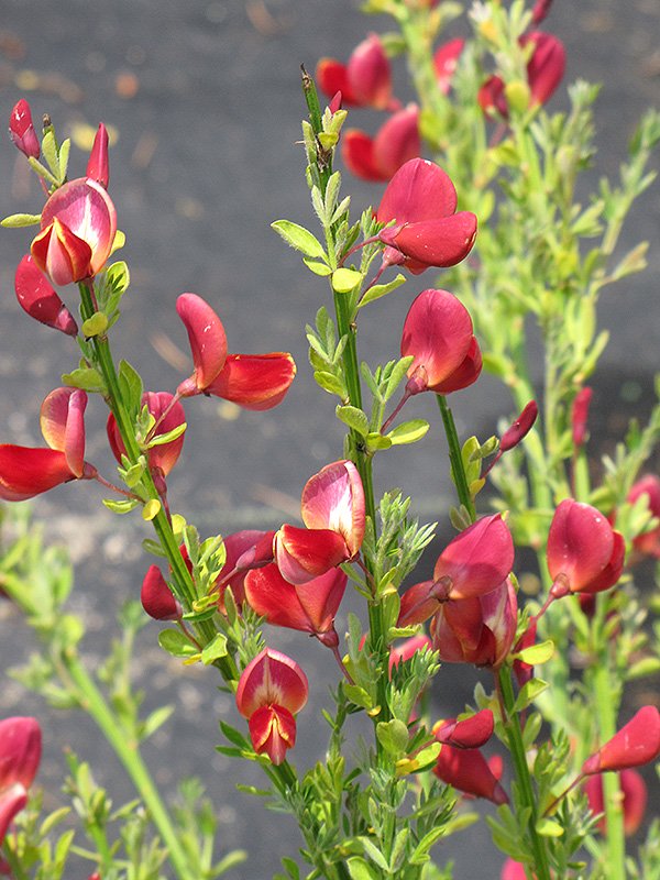CYTISUS BOSS KOOP RUBY VASO 14CM