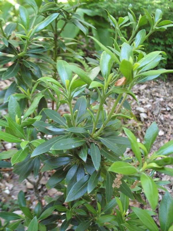 KALMIA LATIFOLIA MINUET VASO 21CM