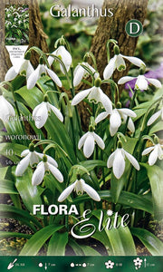 GALANTHUS WORONOWII (CONFEZIONE DA 10 BULBI