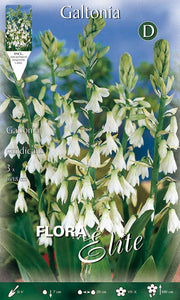 GALTONIA CANDICANS (3er-Packung)