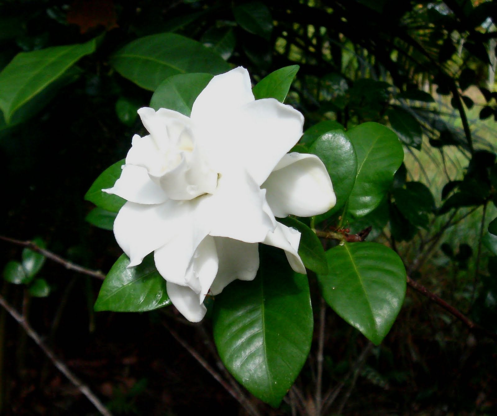 GARDENIA VASO 13CM