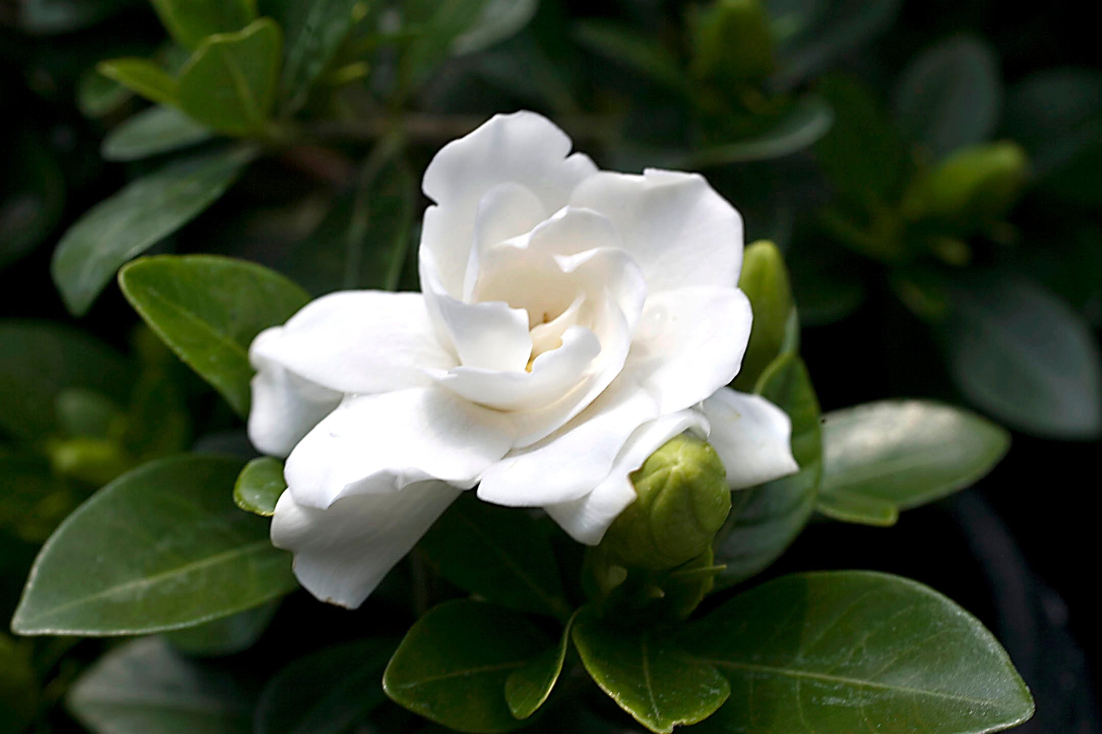 GARDENIA VASO 13CM