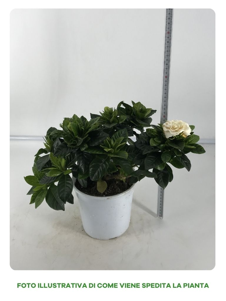 GARDENIA JASMINOIDES IN VASO 17CM
