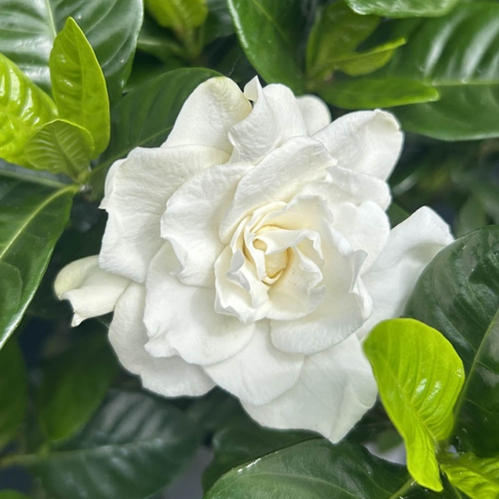 GARDENIA JASMINOIDES DOUBLE DIAMOND IN VASO 19CM