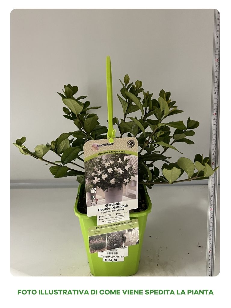 GARDENIA JASMINOIDES DOUBLE DIAMOND IN VASO 19CM