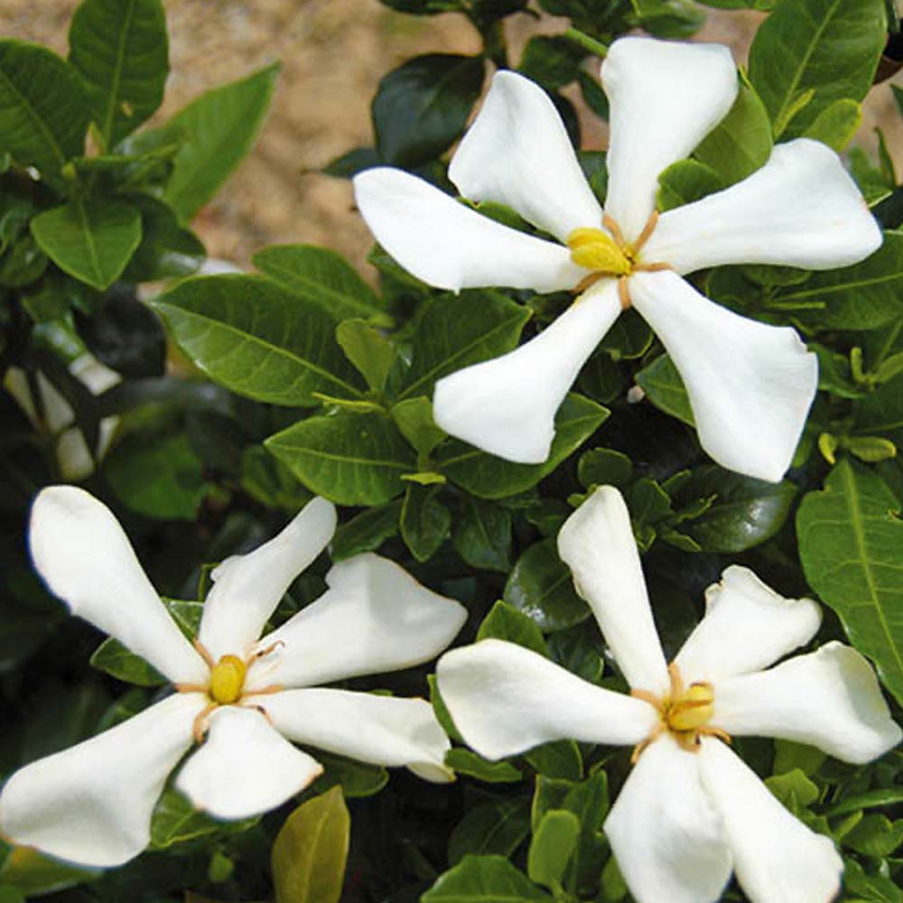 GARDENIA JASMINOIDES PINWHEEL IN VASO 19CM
