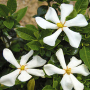 GARDENIA JASMINOIDES PINWHEEL IN VASO 19CM