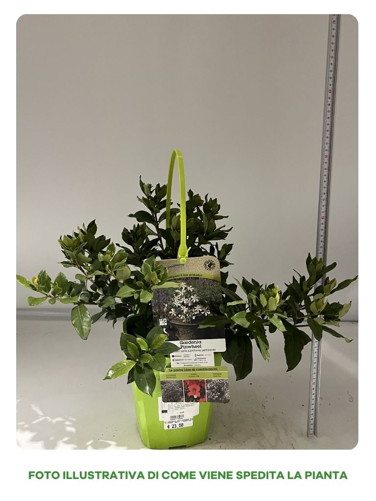 GARDENIA JASMINOIDES PINWHEEL IN VASO 19CM