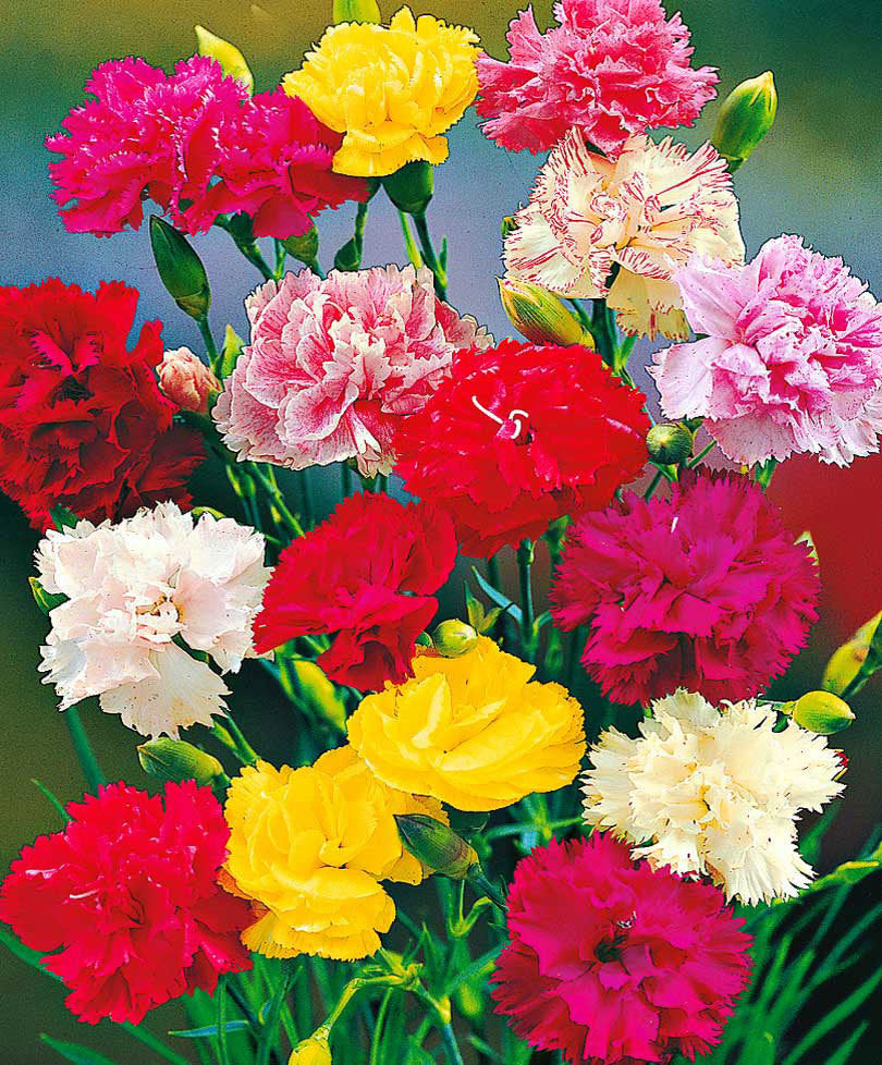 GAROFANO IN VASO 10CM IN VARIETA' ASSORTITA
