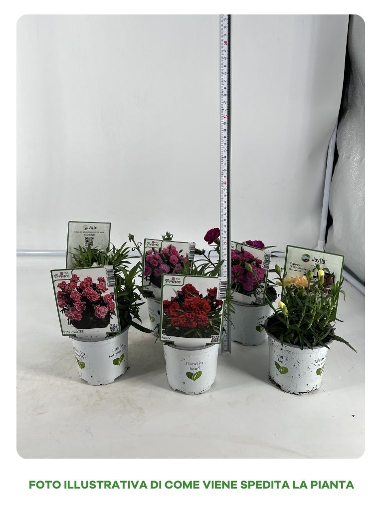 GAROFANO IN VASO 10CM IN VARIETA' ASSORTITA