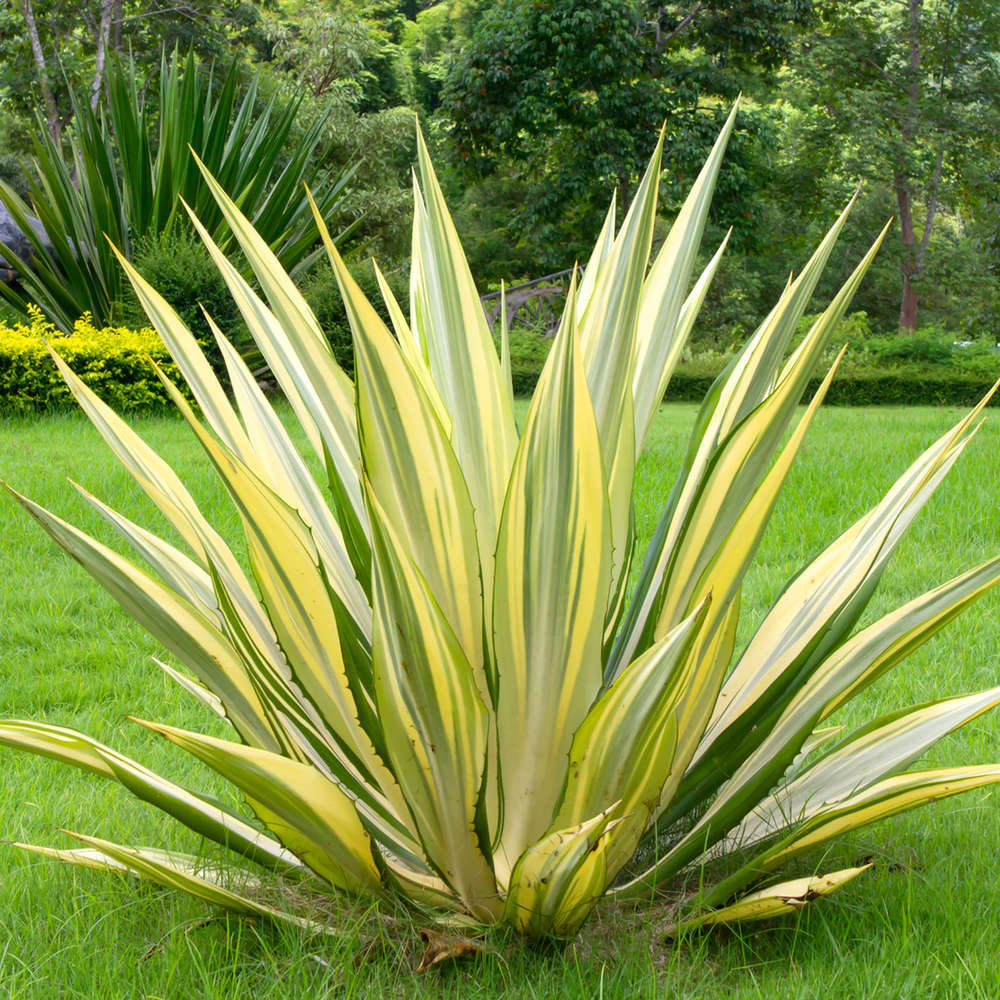 YUCCA GOLDEN HEART IN VASO 18CM