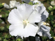 IBISCO SYRIACUS ELEONORE IN VASO 23CM