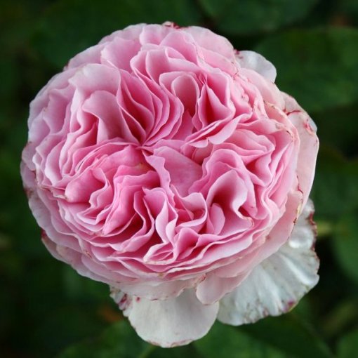 ROSA GARTENTRAUME IN VASO 19CM