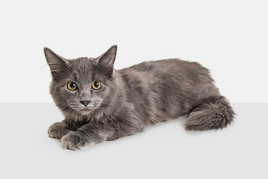 Prodotti per gatti