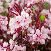 GAURA VASO 14CM