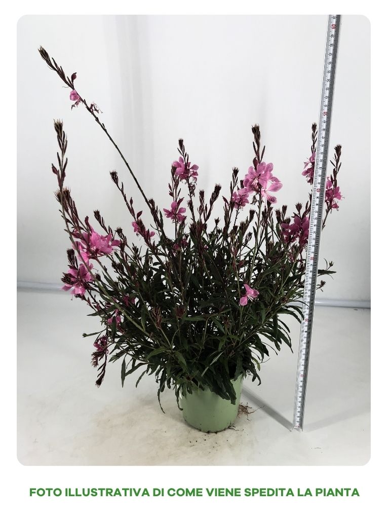 GAURA VASO 14CM