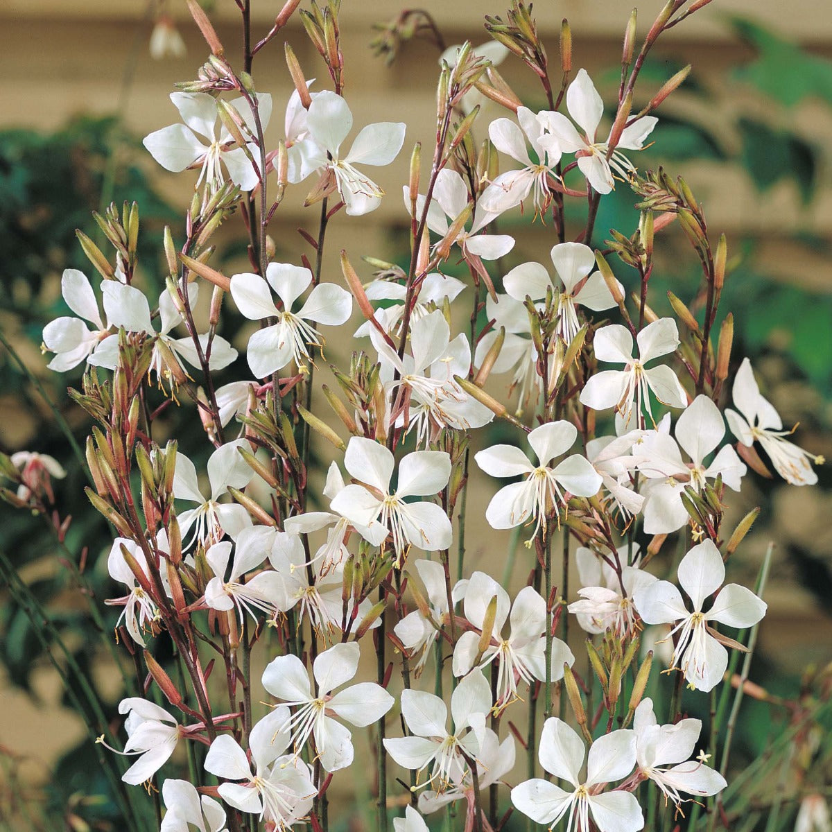GAURA LINDHEIMERII GAUDI WHITE VASO 17CM
