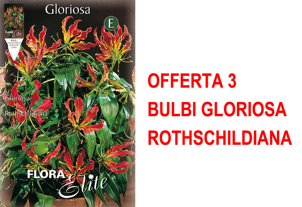 OFFERTA 3 BULBI GLORIOSA ROTHSCHILDIANA