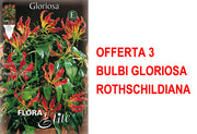 OFFERTA 3 BULBI GLORIOSA ROTHSCHILDIANA