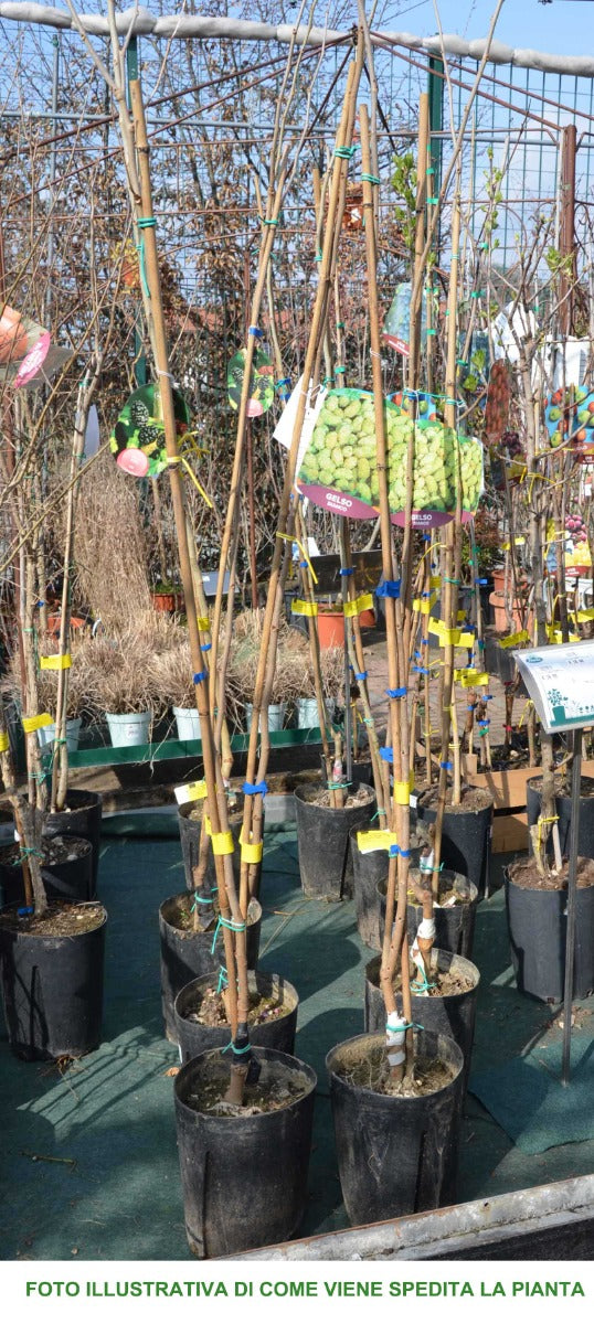 GELSO BIANCO IN VASO 20CM