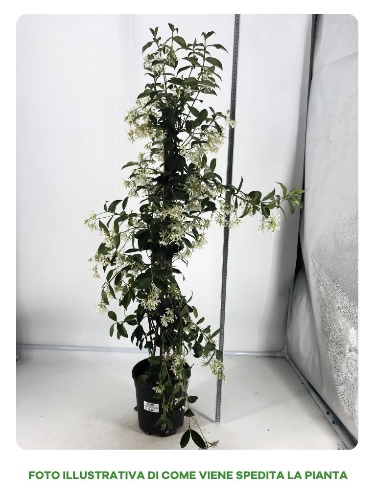 RHYNCHOSPERNUM JASMINOIDES VASO 19CM