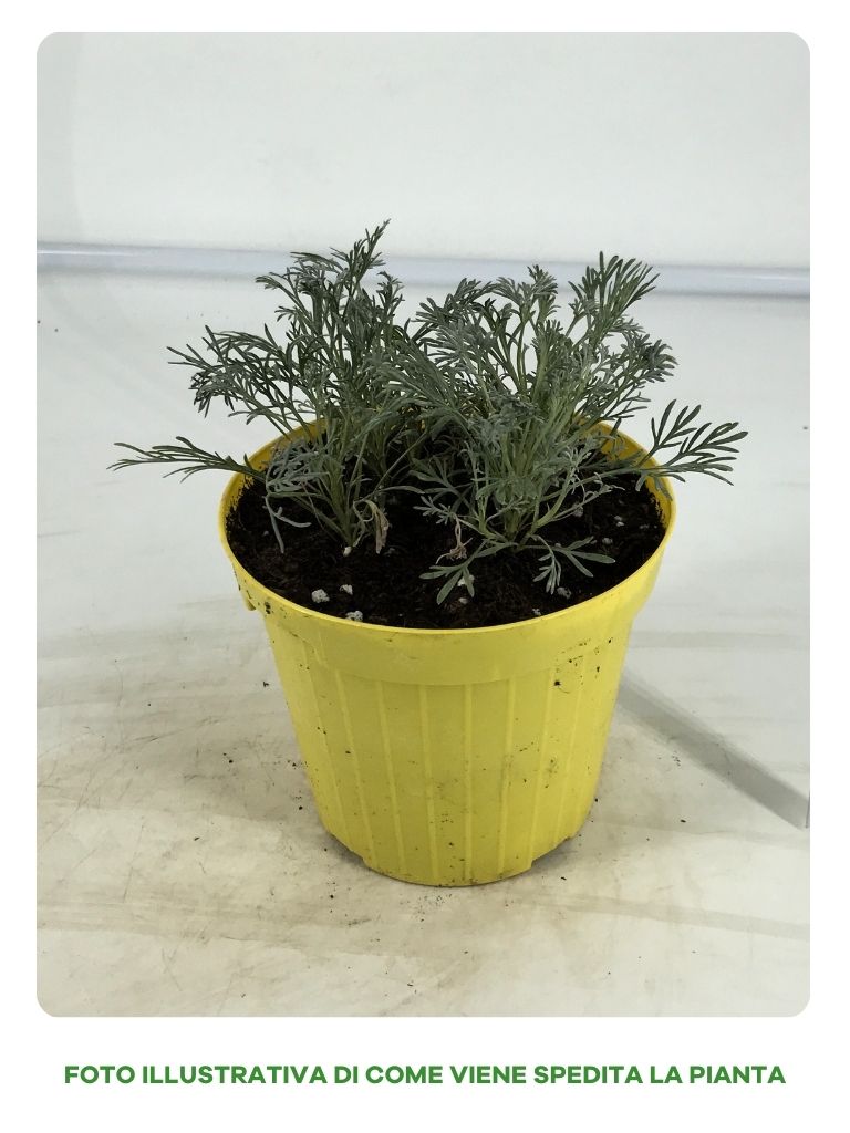 GENEPY IN VASO DA 14CM