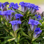 GENTIANA SCABRA ROCKY DIAMOND BLUE HEART IN VASO 13CM