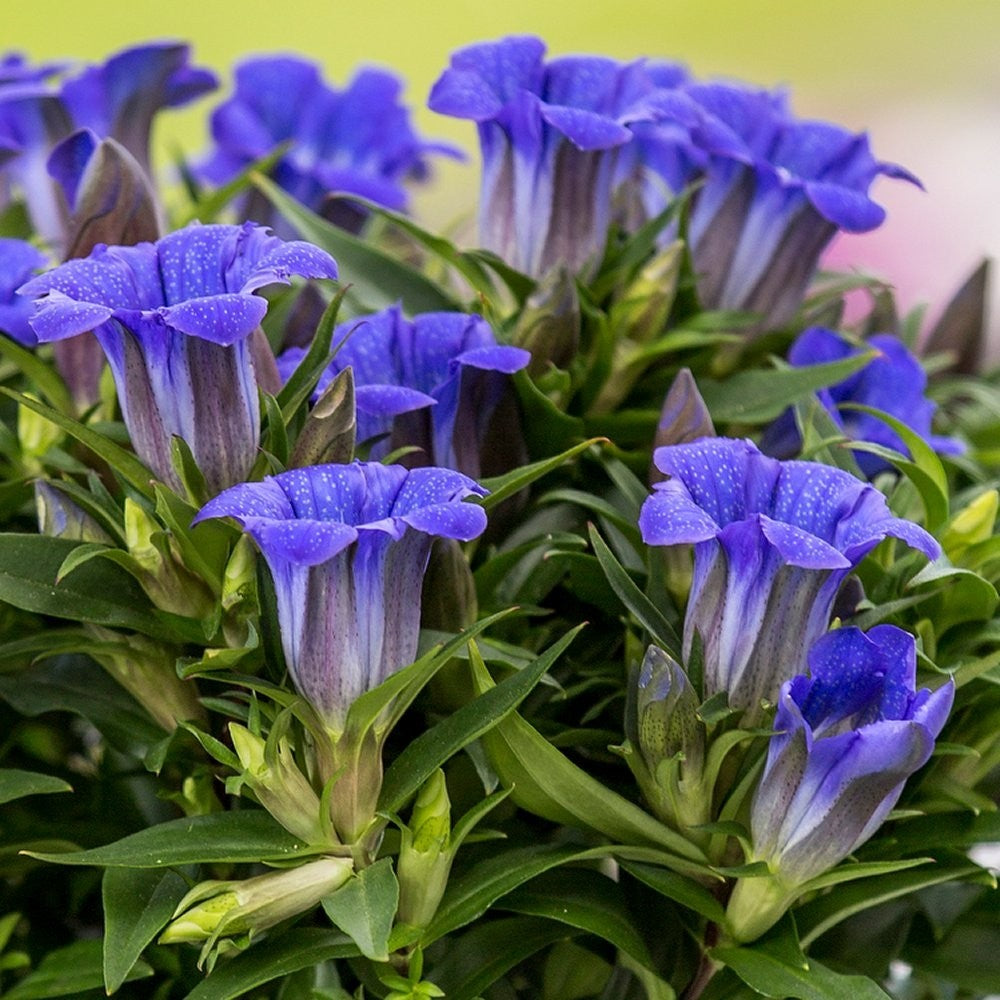GENTIANA SCABRA ROCKY DIAMOND BLUE HEART IN VASO 13CM