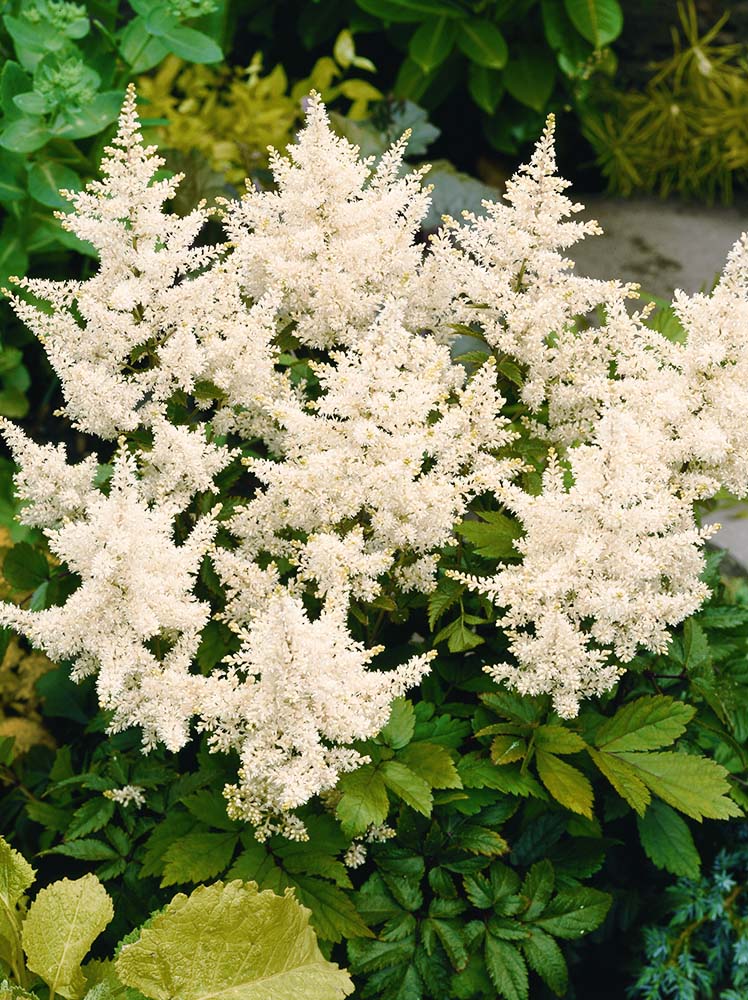 ASTILBE JAPONICA DEUTSCHLAND 19CM
