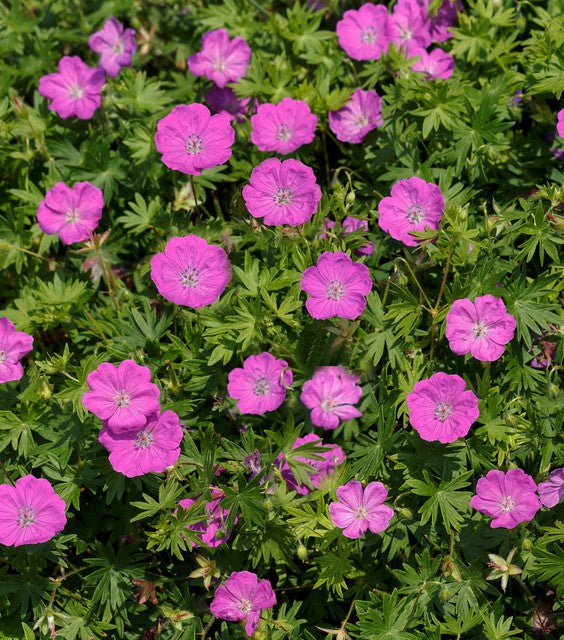 GERANIUM SANGUINEUM MAX FREI VASO 18CM
