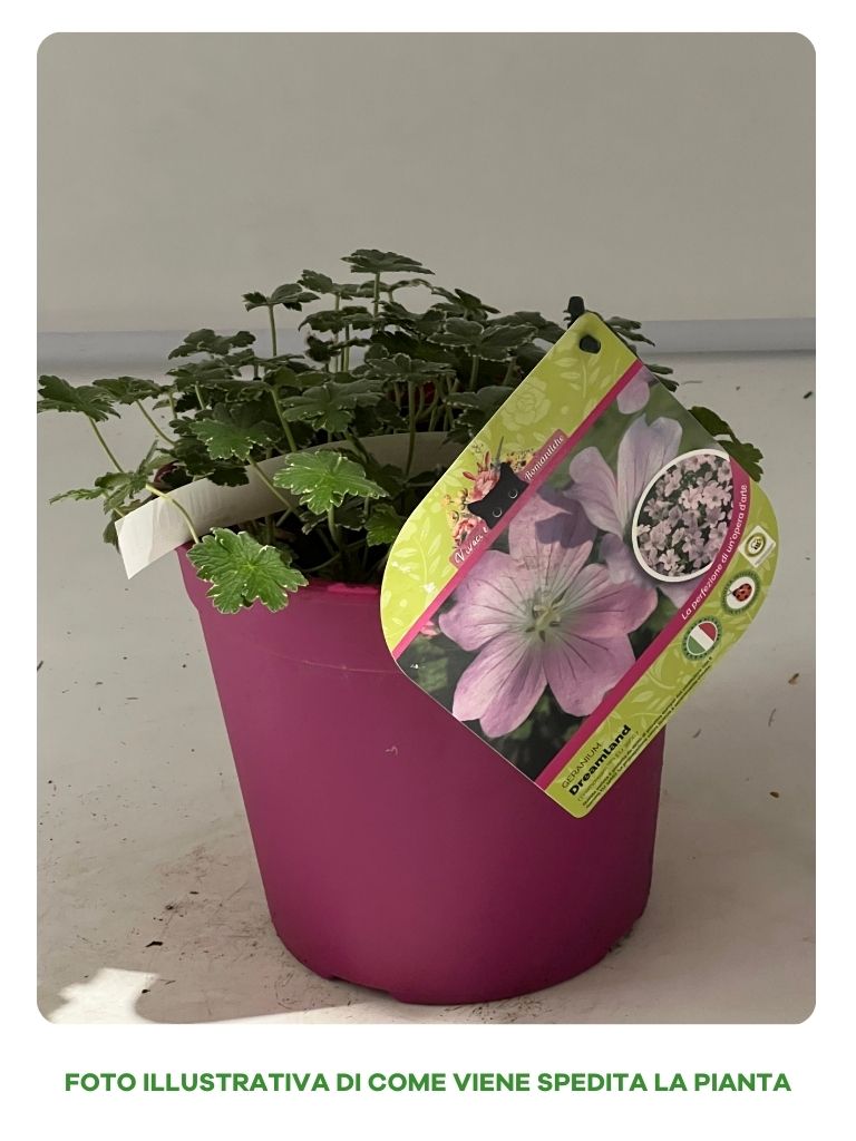 GERANIO DREAMLAND IN VASO 18CM