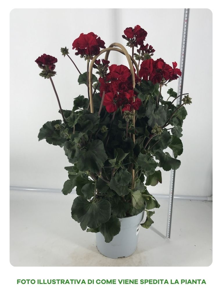 GERANIO ZONALE A DOPPIO ARCO IN VASO DA 21CM
