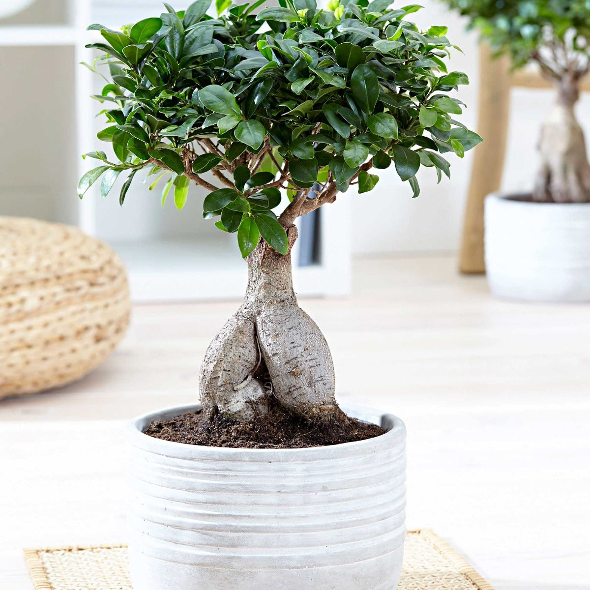 BONSAI FICUS MICROCARPA VASO 11CM