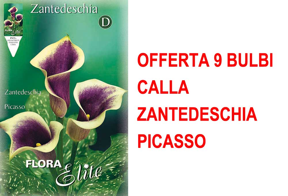 OFFERTA 9 BULBI CALLA ZANTEDESCHIA PICASSO