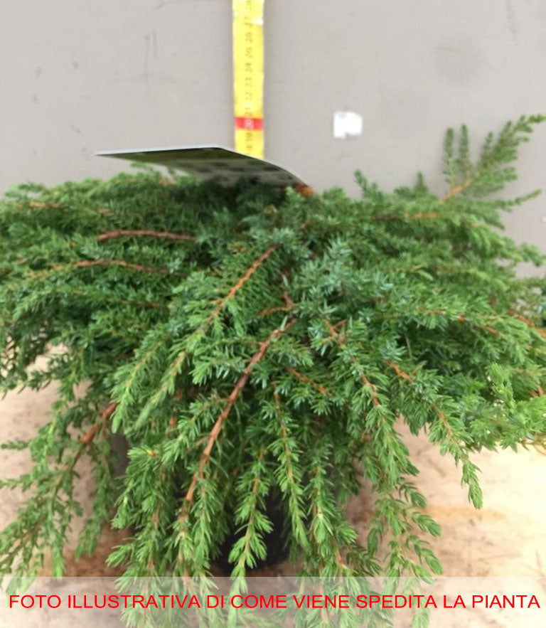 JUNIPERUS COMMUNIS GREEN CARPET VASO 19CM