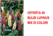 OFFERTA 45 BULBI LUPINUS MIX DI COLORI