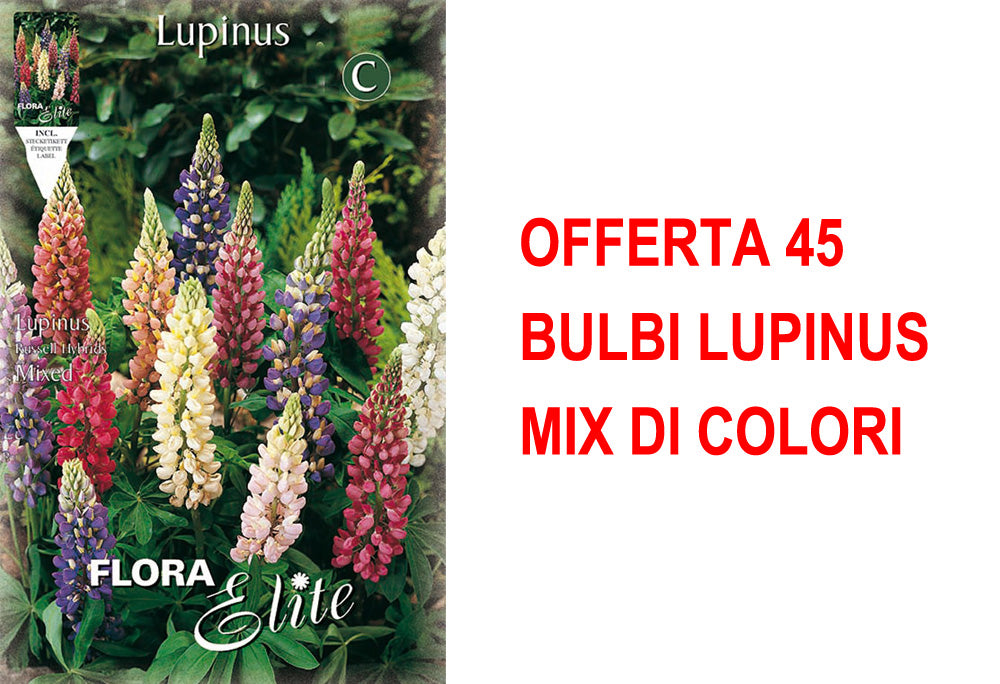 OFFERTA 45 BULBI LUPINUS MIX DI COLORI