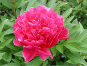 PEONIA LACTIFLORA KARL ROSENFIELD VASO 13CM