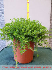 SANTOREGGIA IN VASO 18CM
