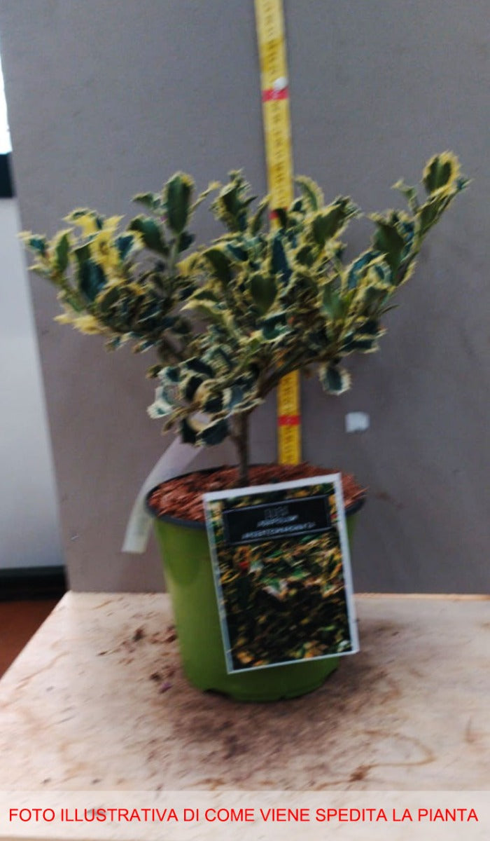ILEX AGRIFOGLIO AQUIFOLIUM ARGENTEA MARGINATA VASO 18CM