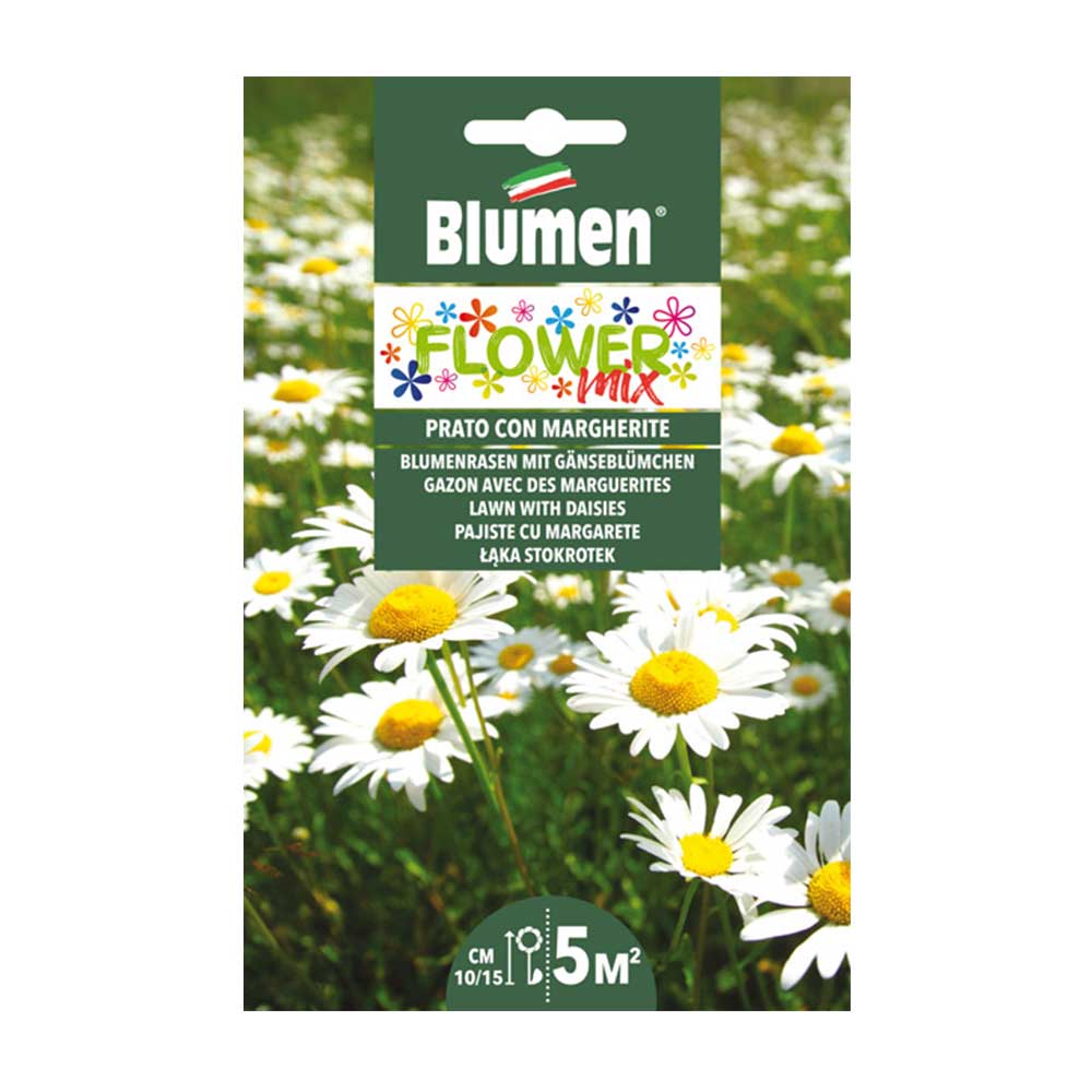 SEMI MIX AIUOLA FIORITA MARGHERITE BLUMEN