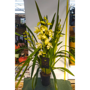 ORCHIDEA CYMBIDIUM GIALLO VASO 14CM