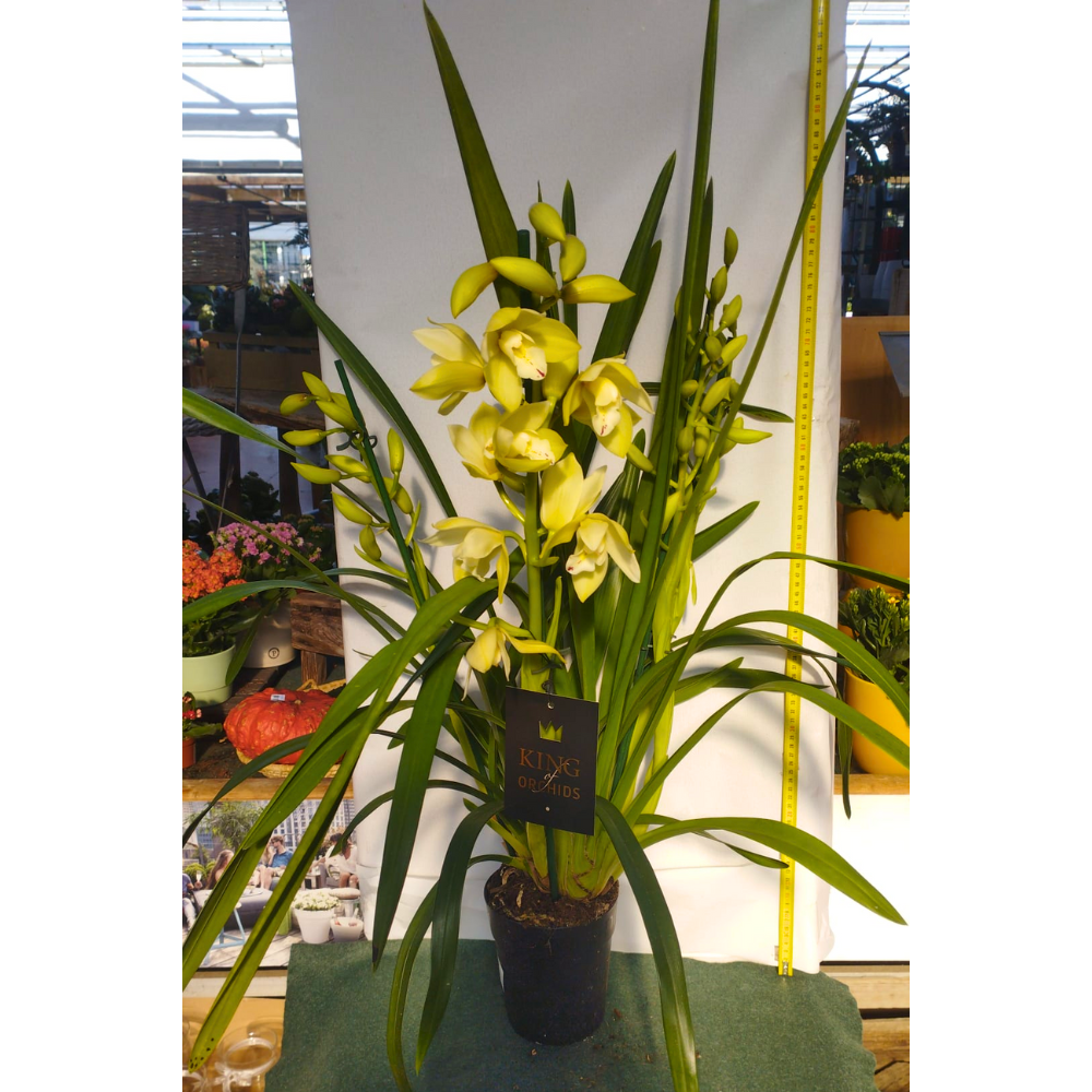 ORCHIDEA CYMBIDIUM GIALLO VASO 14CM