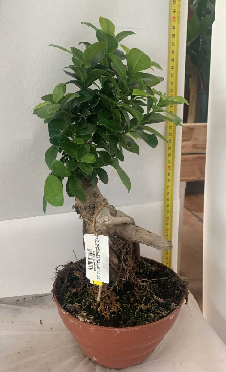 BONSAI FICUS GINSENG VASO CERAMICO 15CM