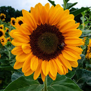 GIRASOLE IN VASO DA 13CM