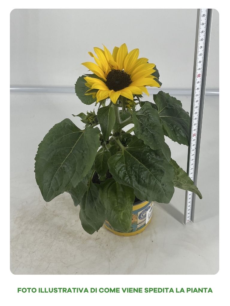 GIRASOLE IN VASO DA 13CM