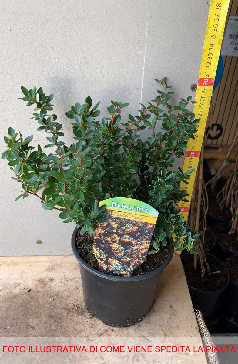 BERBERIS BUXIFOLIA NANA VASO 14CM