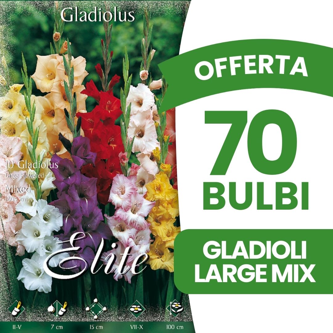OFFERTA 70 BULBI GLADIOLI A FIORI GRANDI MIX DI COLORI