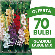 OFFERTA 70 BULBI GLADIOLI A FIORI GRANDI MIX DI COLORI