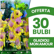 OFFERTA 30 BULBI GLADIOLI A FIORI GRANDI MON AMOUR